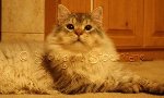 Siberian Cat Sebastian Sibaris of Snowgum