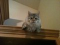 Siberian Cat Sebastian Sibaris of Snowgum