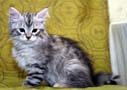 Siberian Kitten Sebastian Sibaris of Snowgum