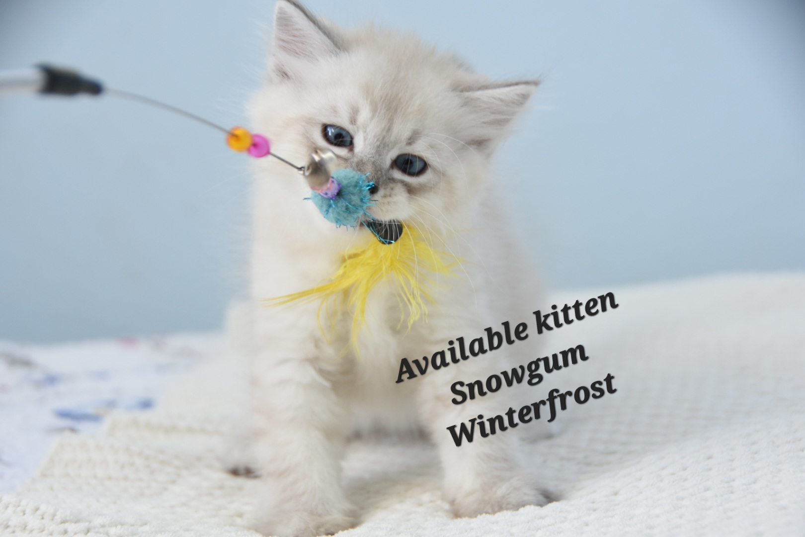 Available Siberian Kittens 2024