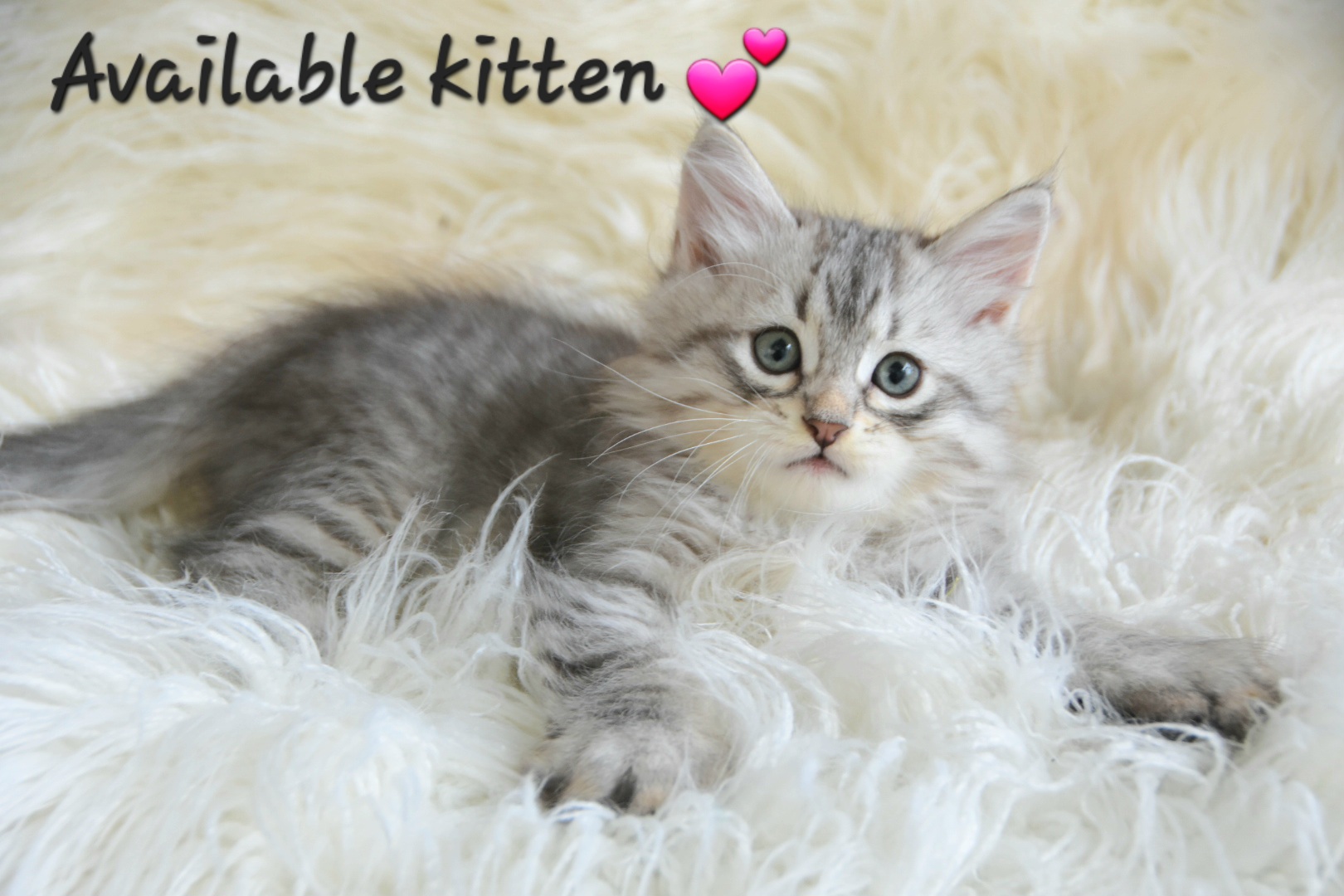 Available Siberian Kittens 2023