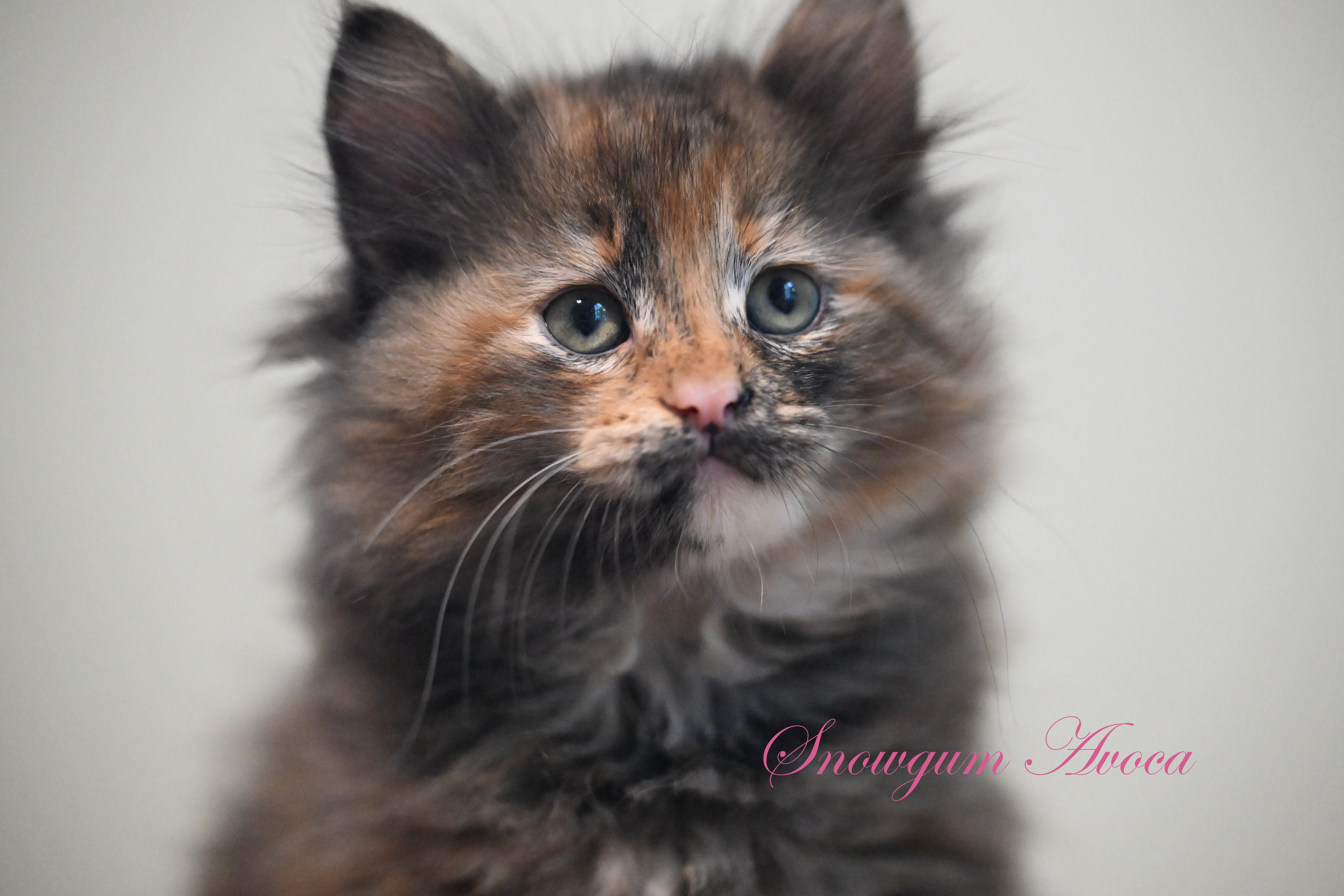 Available Siberian Kittens 2026