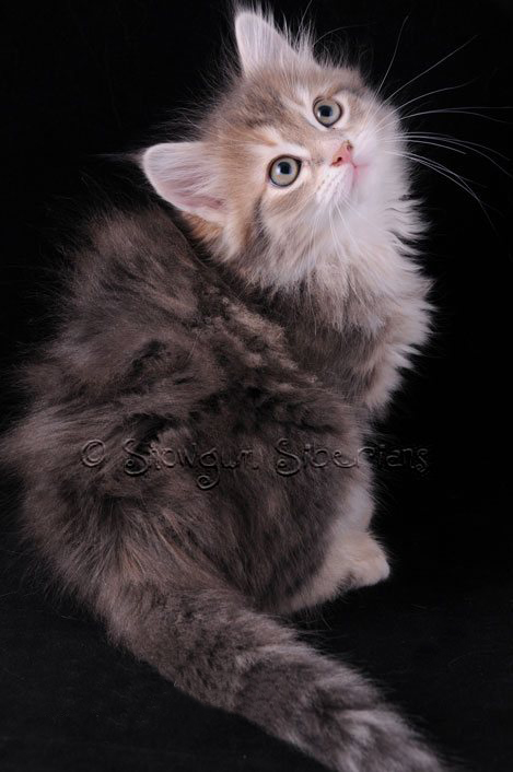 Picture Hypoallergenic Siberian kitten4