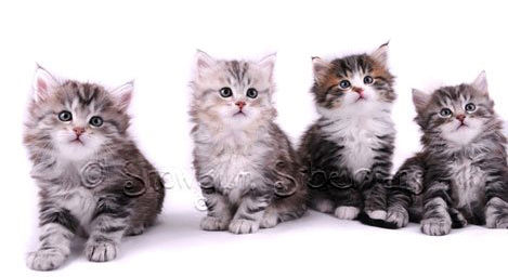 Indy's Siberian Kittens