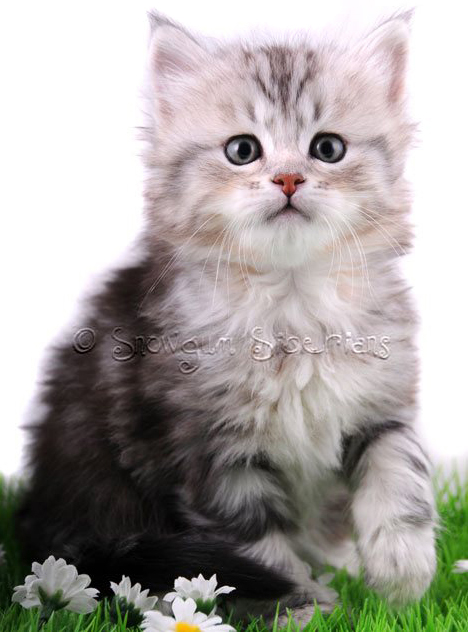 Picture Siberian kitten Xena