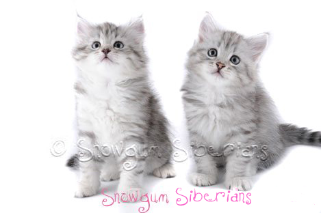 Picture Siberian kitten5