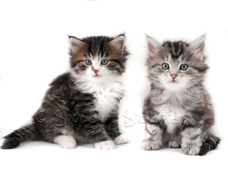 Available Siberian Kittens 2014