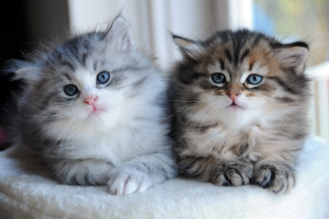 Picture of Siberian Kittens