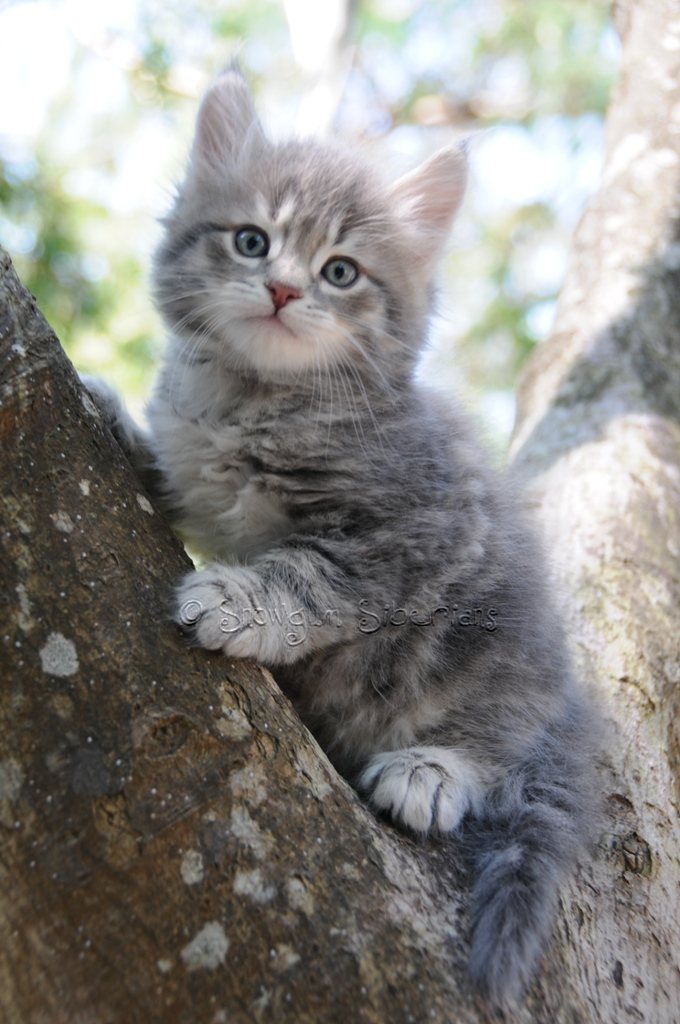 Blue Classic Tabby Siberian Kitten 