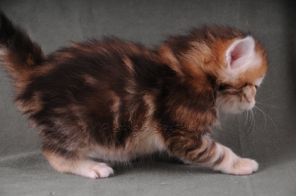 Golden Classic Tabby Siberian Kitten Theo 3 weeks