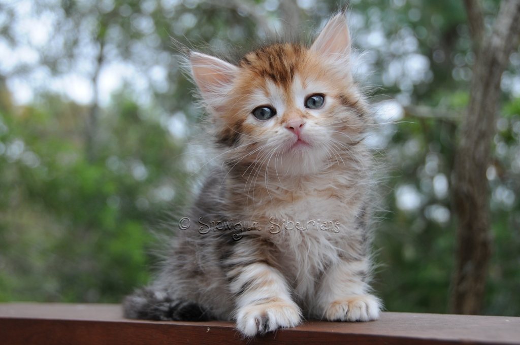 Golden Classic Tabby Siberian Kitten Theo 6 weeks