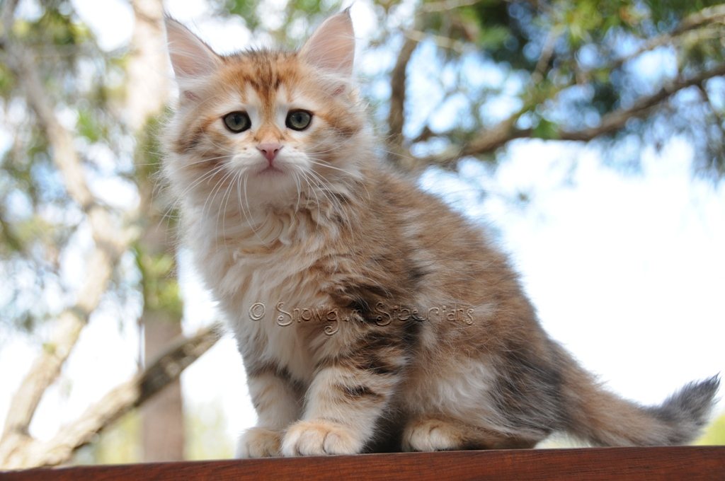 Golden Classic Tabby Siberian Kitten Theo 9 weeks