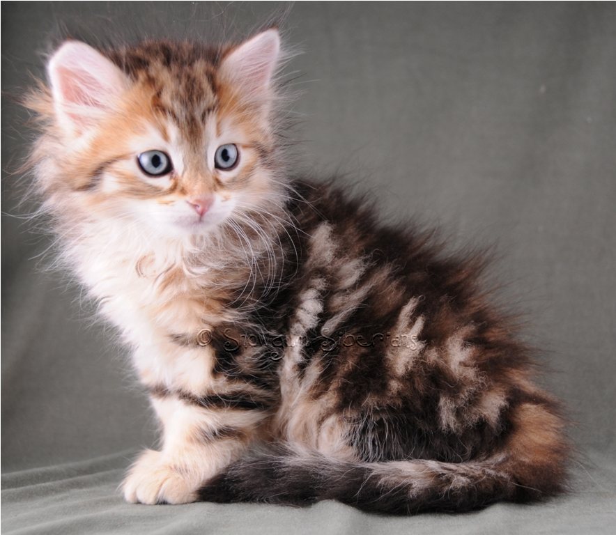 Golden Classic Tabby Siberian Kitten Baxter