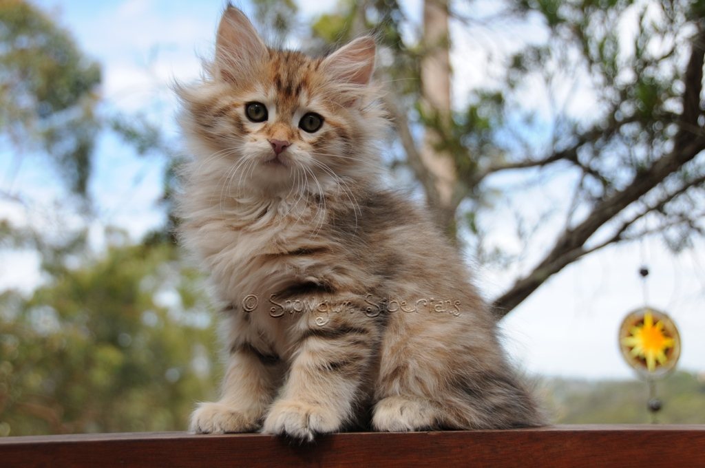 Golden Shaded Tabby Siberian Kitten Apollo