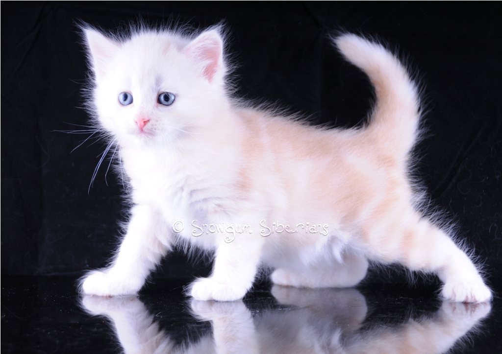 Red Silver Classic Tabby Siberian Kitten 