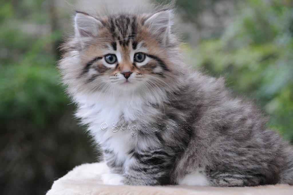 Brown Spotted Tabby and White Siberian Kitten 3