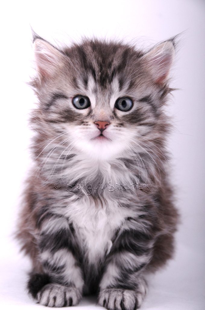 Silver Classic Tabby Siberian Kitten Flash