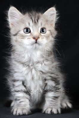 Silver Mackerel Tabby Siberian Kitten Calix