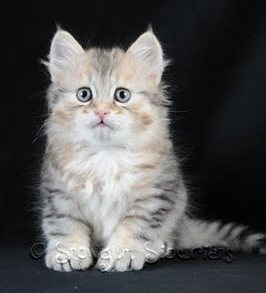 Silver Mackerel Tabby Siberian Kitten Cosmo