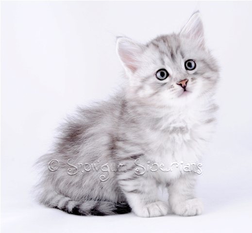 Silver Shaded Siberian Kitten 