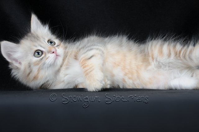 Silver Shaded Siberian Kitten with tarnish