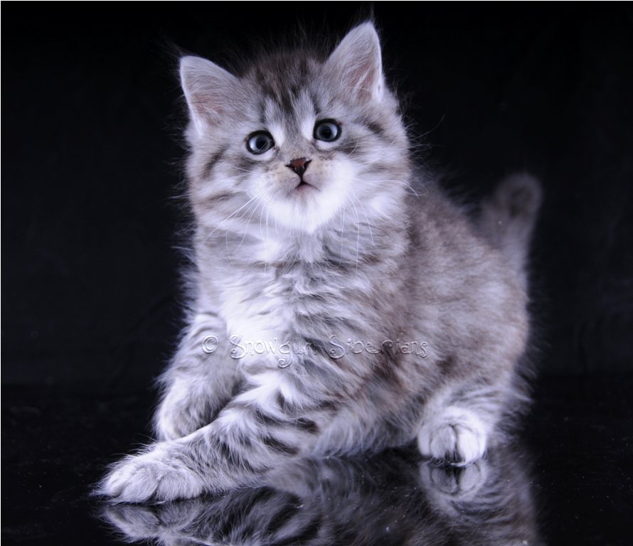 Silver Spotted Tabby Siberian Kitten Myrzik