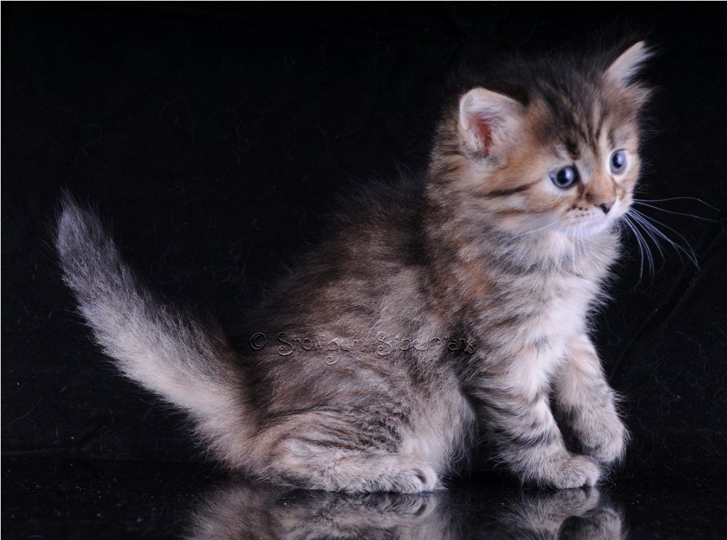 Tortie Tabby (also called Torbie) Siberian Kitten Mushka