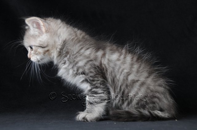 Mackerel Tabby Siberian Kitten Calix