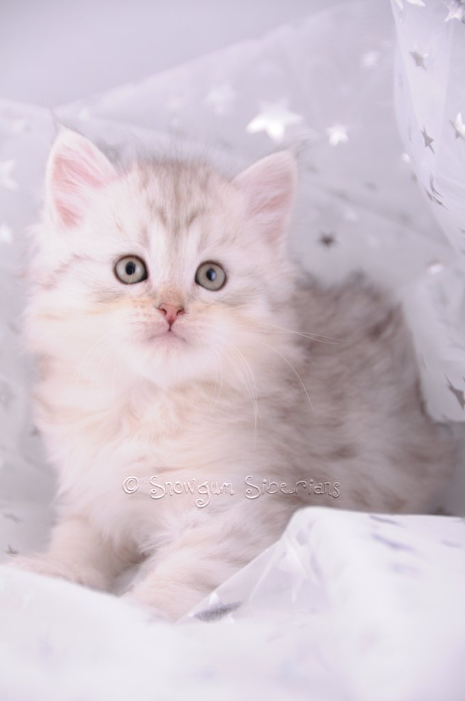 Silver Shaded Siberian Kitten Mishka