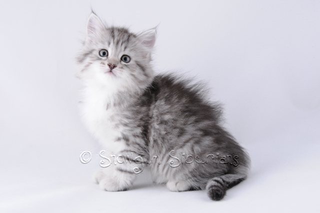 Spotted Tabby Siberian Kitten Auroa