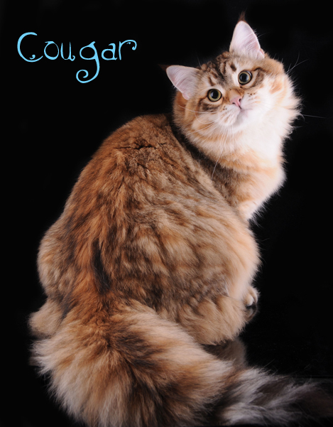 Siberian Cat GC Snowgum Cougar.