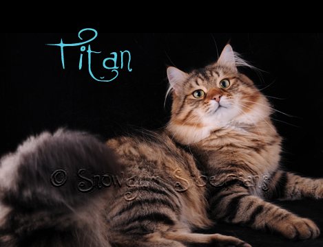 Siberian Cat RW SGC Snowgum Titan.