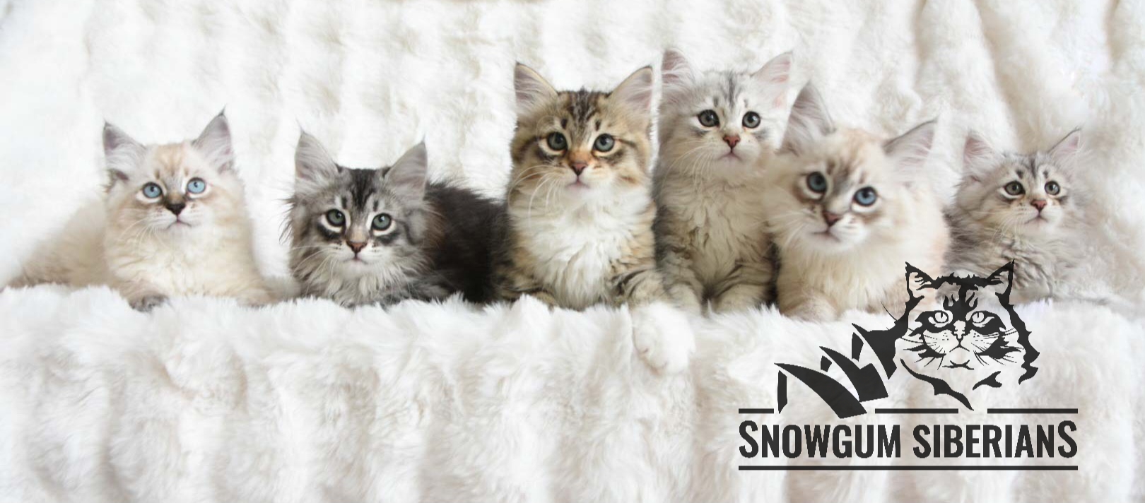 Available Siberian Kittens 2026